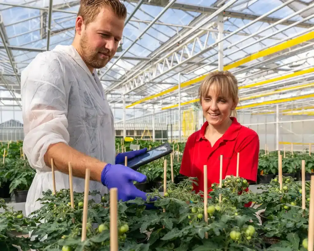 Huisstijltoepassing van Vreugdenhil Breeding en Seeds